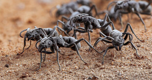 一群蚂蚁在地面活动