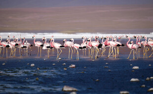 成群火烈鸟栖息于水域
