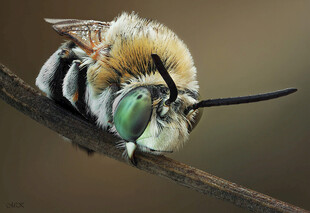 毛茸茸的绿眼蜜蜂特写