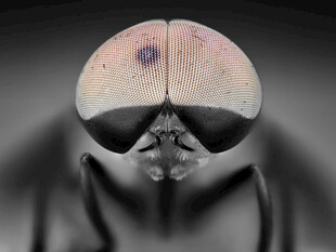 微距下的苍蝇头部特写