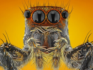 微距下的跳蛛特写