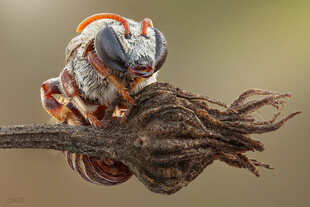 树枝上色彩斑斓的奇特昆虫