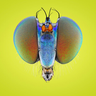 微观下的彩色昆虫头部