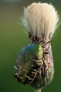 毛茸茸蓟花上的多彩昆虫