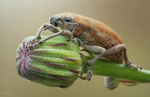 甲虫栖息于花苞之上
