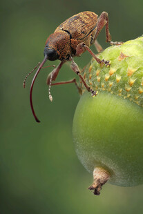 甲虫栖息于青果之上