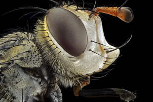 微距下的苍蝇头部特写