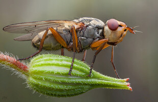 停在绿叶上的多彩蝇