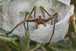 蜘蛛藏身白色蛛网中