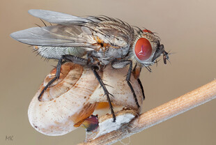 停在食物上的红眼苍蝇