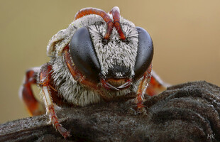 微距下的奇特昆虫