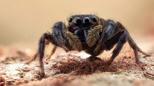 微距下的跳蛛特写