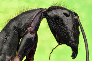 黑色蚂蚁的头部细节