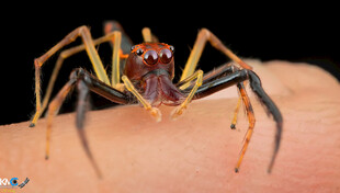 手掌上的奇特蜘蛛