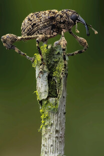 树干上的奇特甲虫