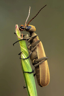 甲虫栖息于绿茎上