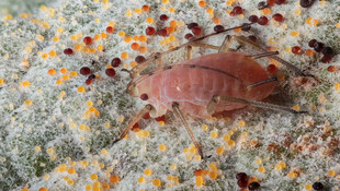 床上的粉色小虫子