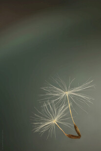 空中飞舞的蒲公英种子