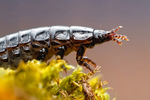 微距下的甲虫特写