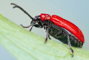 红黑甲虫栖息绿叶上