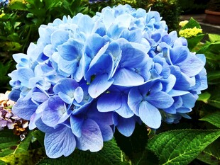 蓝绣球花特写