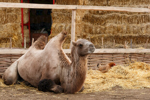 骆驼休憩于干草堆旁