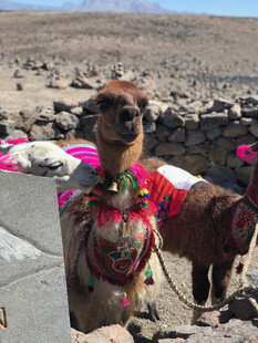 沙漠中的装饰精美羊驼