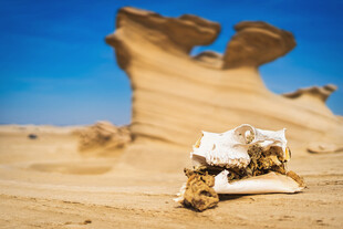 沙漠中的奇特骨骼景观