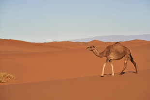 沙漠中的独行骆驼