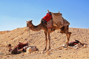 沙漠中休憩的骆驼及装备