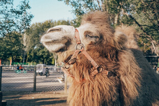 可爱骆驼特写