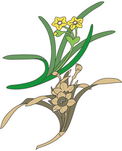 手绘水仙根部与花朵图