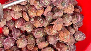 扇贝