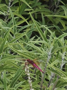 绿叶间的红蜻蜓