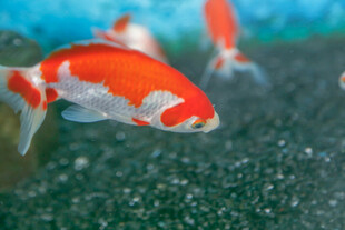 水中红金鱼悠游