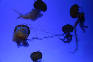 梦幻水母在水中优雅游动