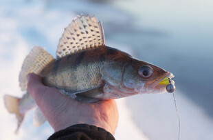手中钓获的彩色小鱼