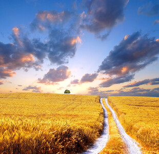 金色田野中的蜿蜒小路