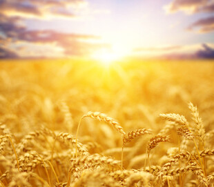 金色麦田中的壮丽日出