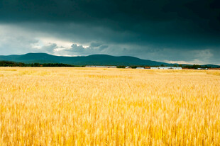 金黄麦田与远方乌云