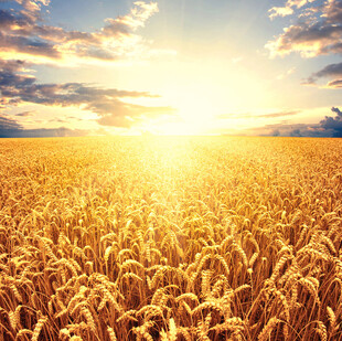 金色麦田迎日出