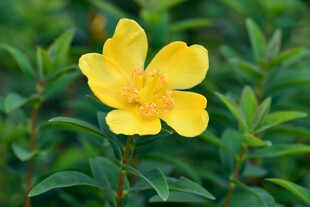 黄色小花绽放绿叶间