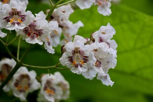 淡雅桐花绽放