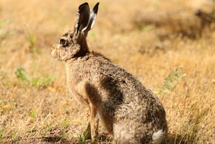 野外站立的长耳野兔
