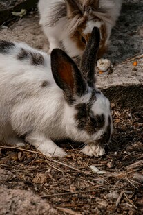 两只兔子在地面觅食