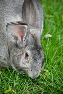 灰兔趴于翠绿草地上