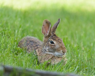 草地上休憩的可爱野兔
