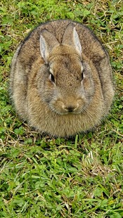 草地上的可爱小兔子