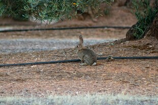 户外觅食的小松鼠