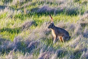 草原上的站立野兔